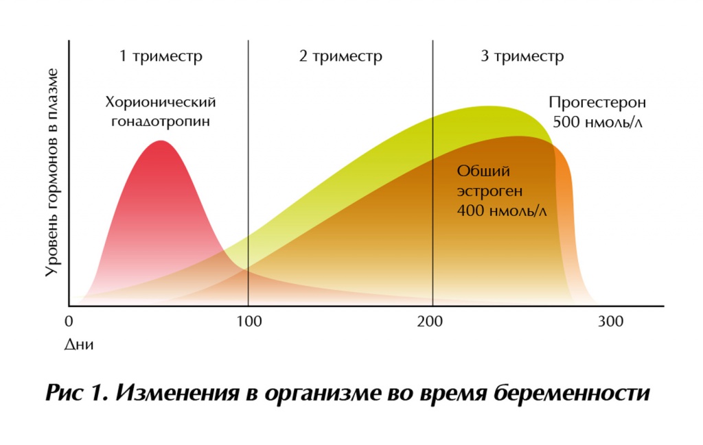 Выработка прогестерона