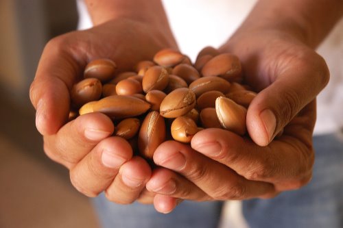 argan-nut-hand 2.jpg