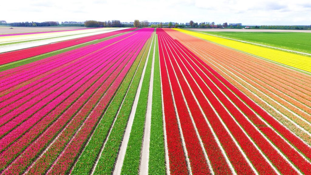 Tulip-Fields.jpg