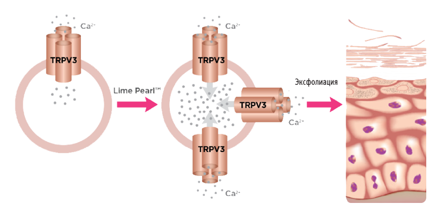 ProСlear-Lime-Pearl_1.png ProСlear-Lime-Pearl_1.png